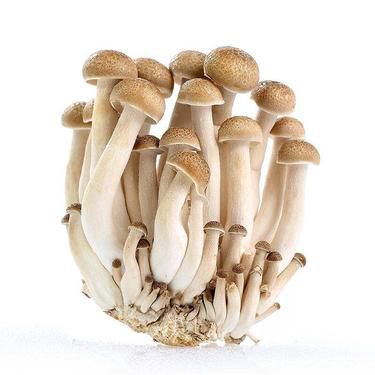 8月种菜正当时 这些蔬菜耐热高产，秋季餐桌鲜味足